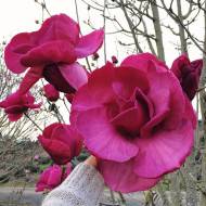 Саджанець Магнолія гібридна Vulcan в контейнері